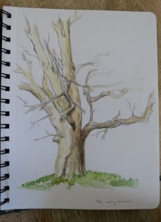 tree study